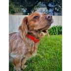 Collier biothane orange