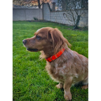 Collier biothane orange