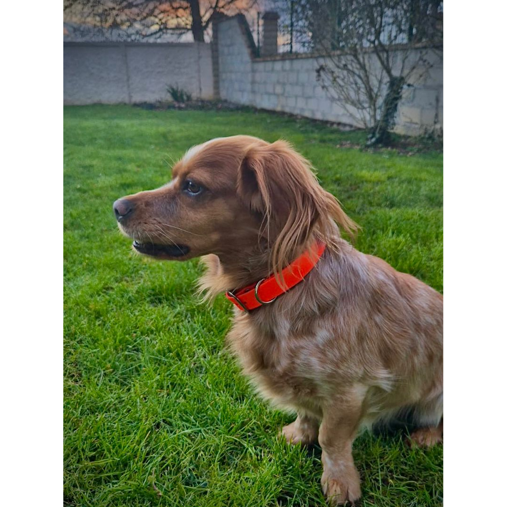 Collier biothane orange