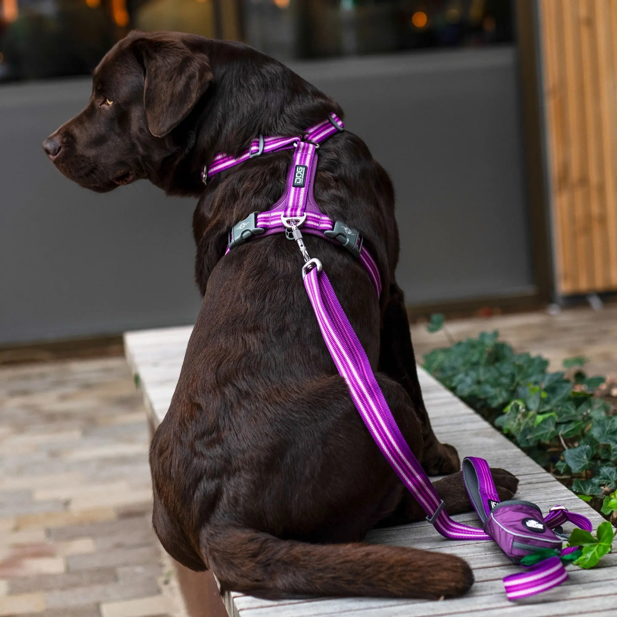 Harnais Comfort Walk Air™ exemple