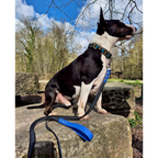 Exemple pawtex bleu