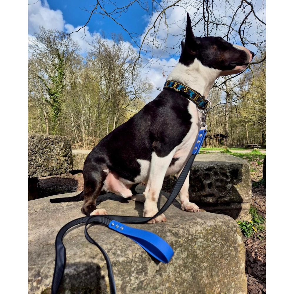 Exemple pawtex bleu