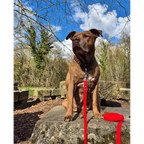 Exemple pawtex rouge