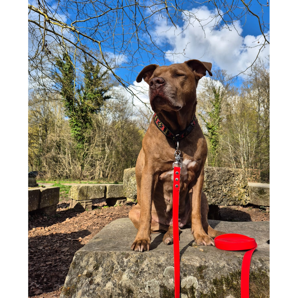 Exemple pawtex rouge