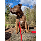 Exemple pawtex rouge