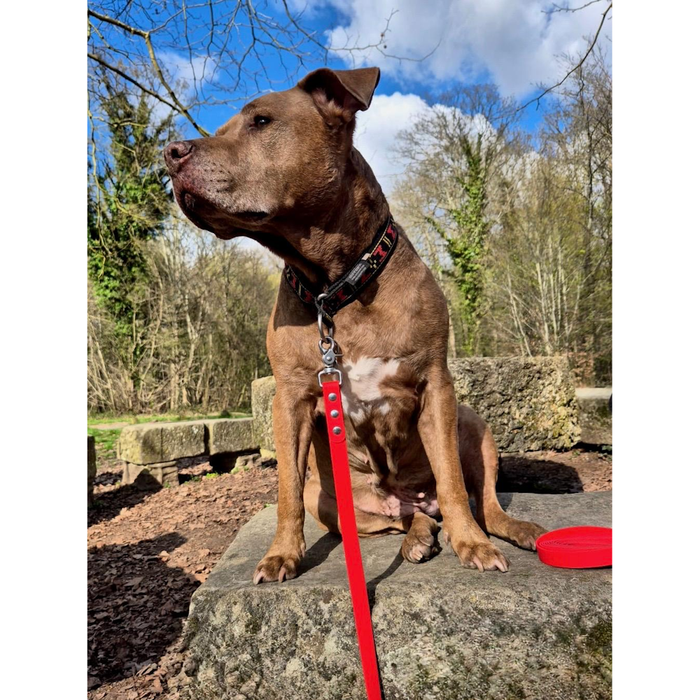 Exemple pawtex rouge