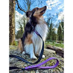 Exemple pawtex violet