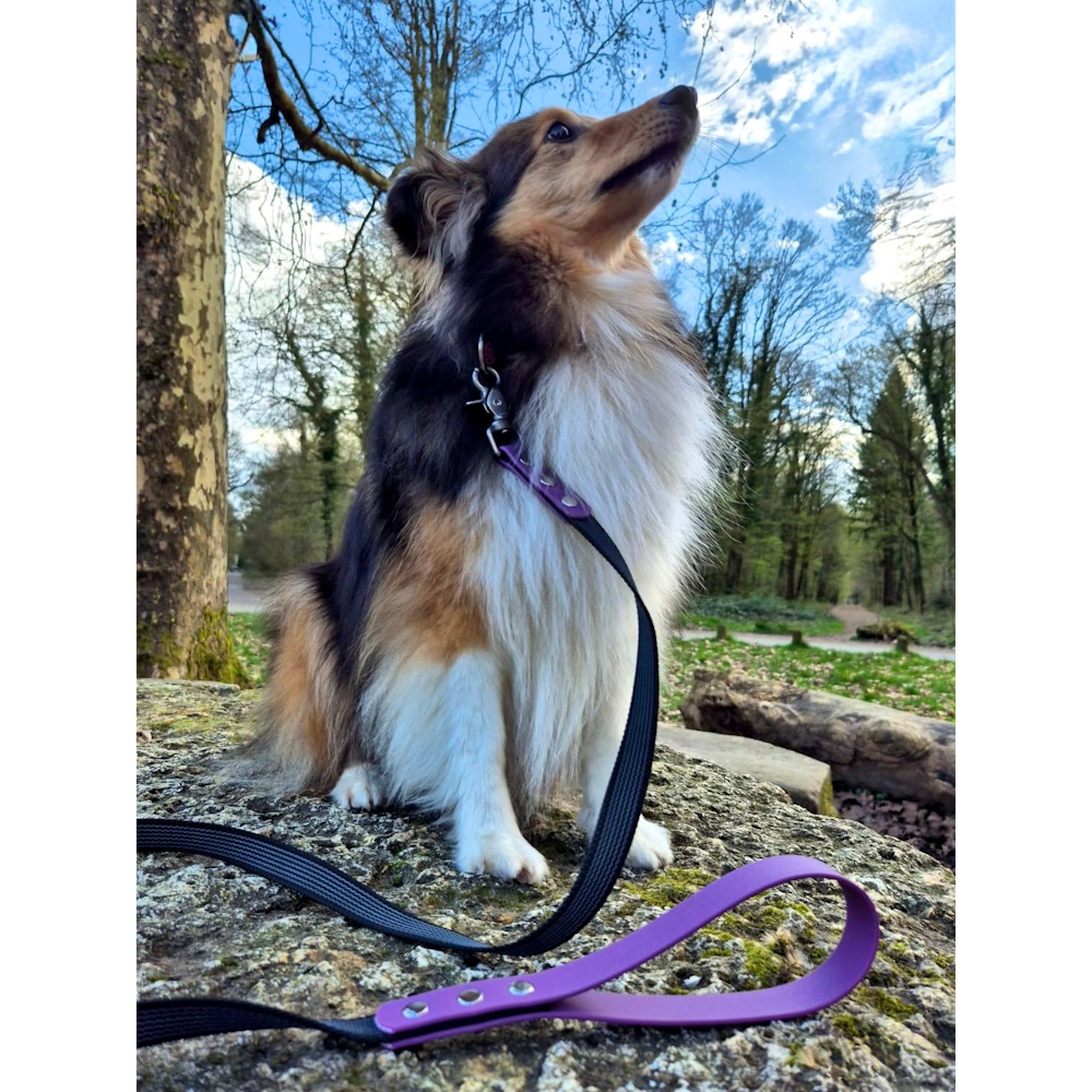 Exemple pawtex violet