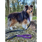 Exemple pawtex violet