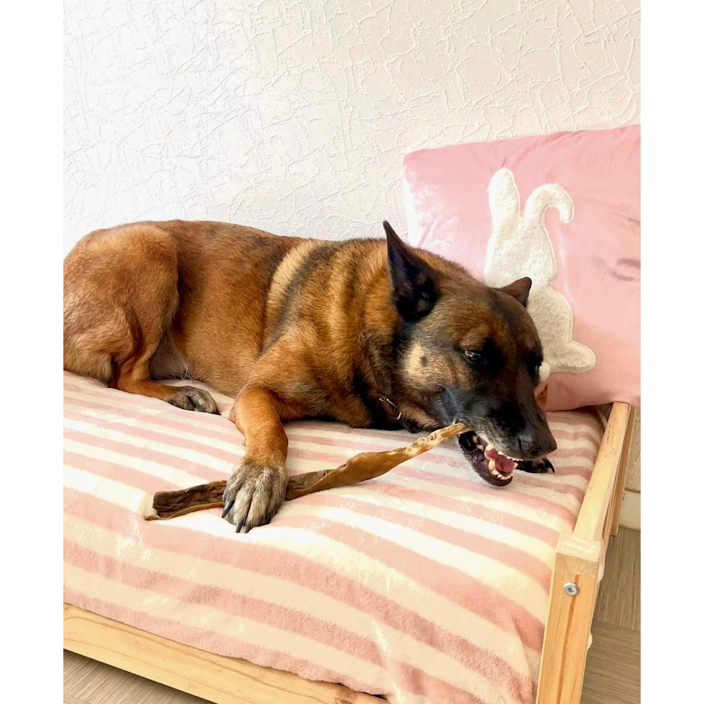 Peau de cerf 50cm pour chien