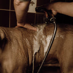 Shampoing poudre moussant