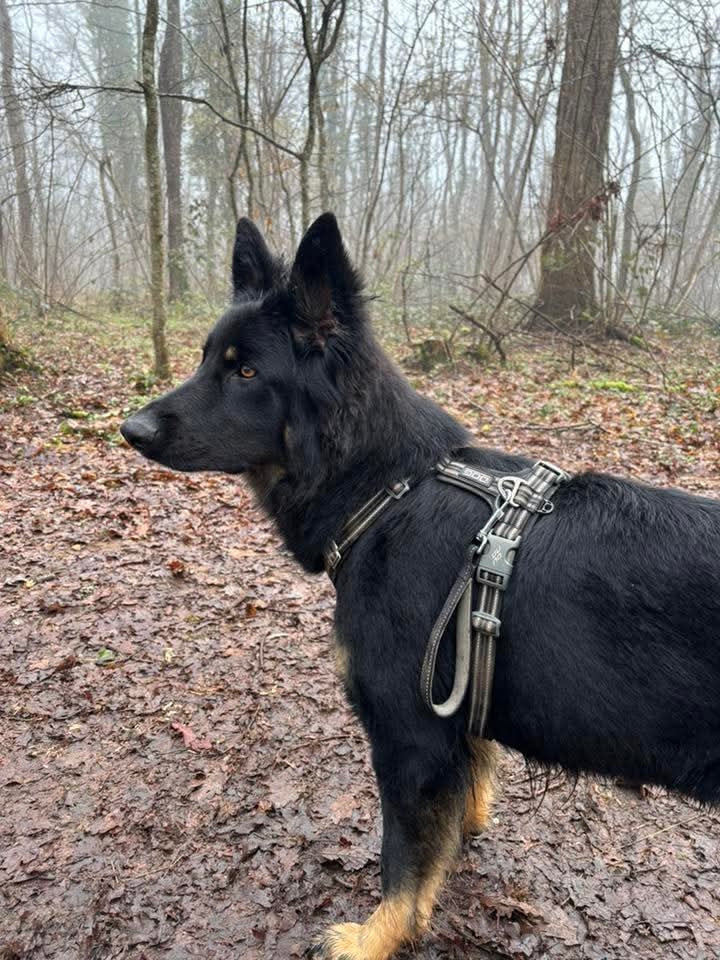 Exemple Walk Air