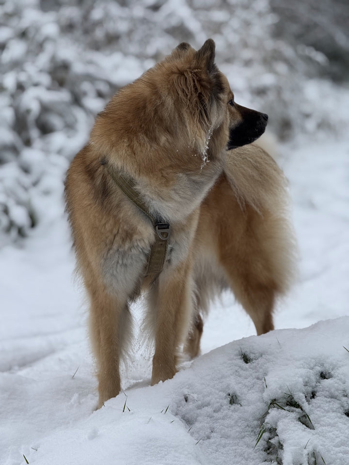 Exemple Walk Air