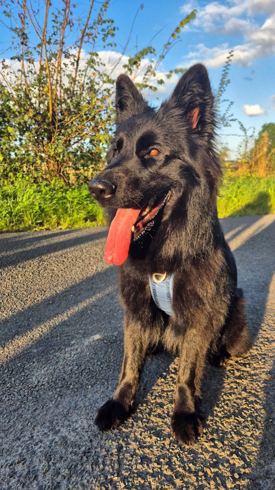 Exemple Walk Pro